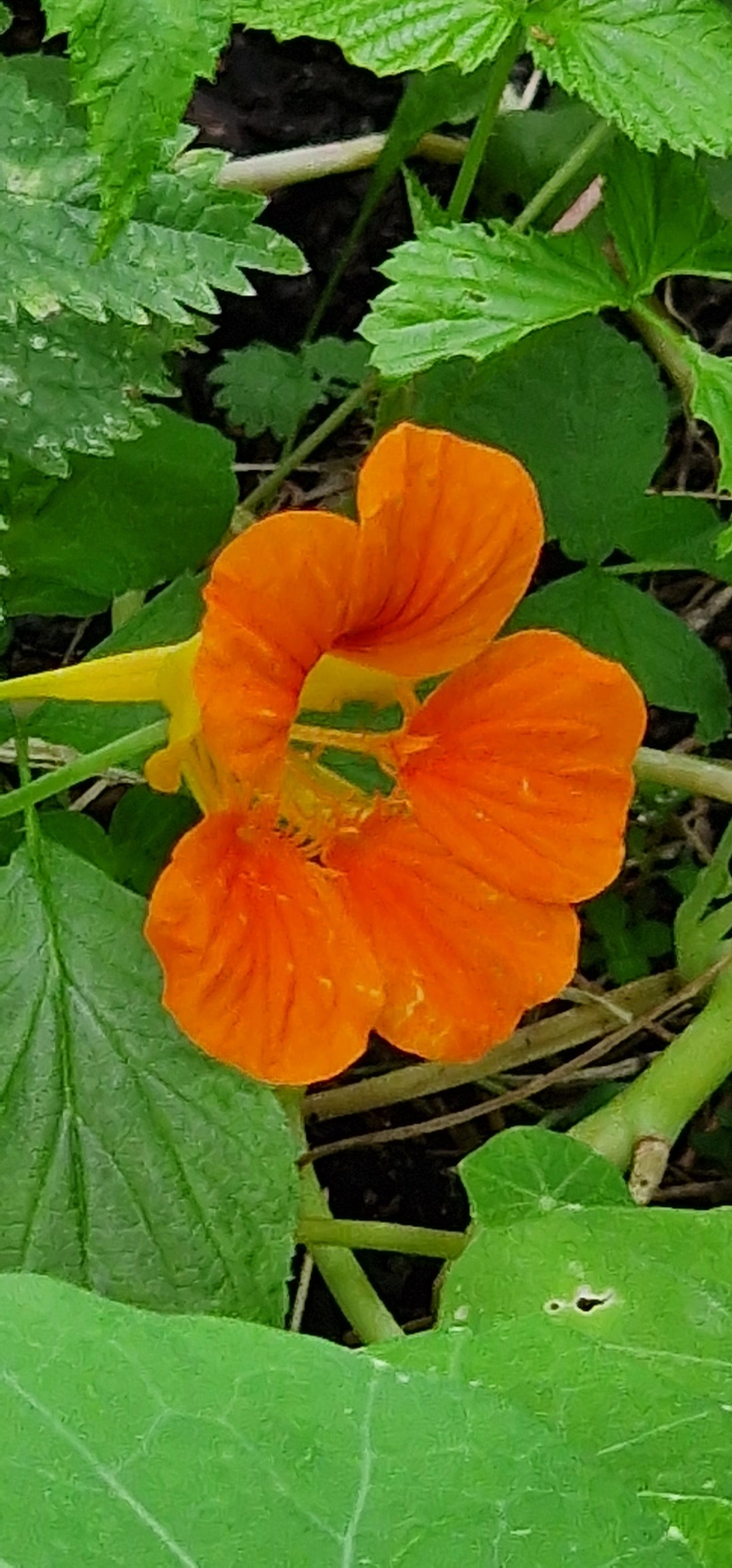 Die Kapuzinerkresse: Das scharfe Superfood aus dem Gemüsegarten